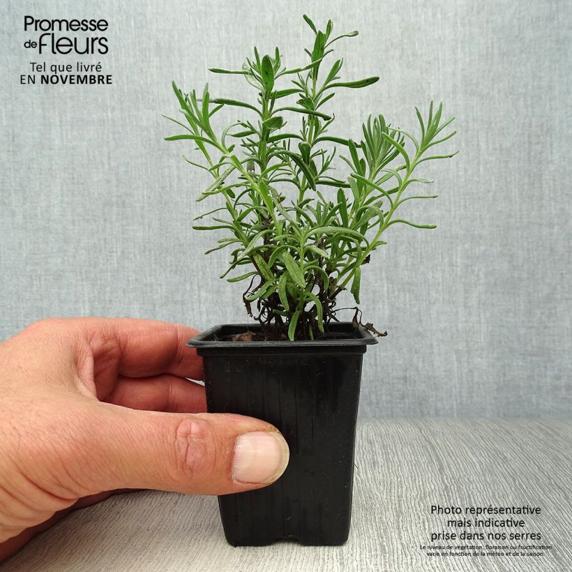 Lavandula stoechas - French Lavender 7/8 cm pot sample as delivered in autumn