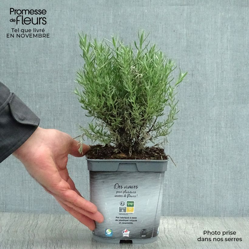 Lavandula stoechas The Princess - French Lavender 2L/3L pot sample as delivered in autumn