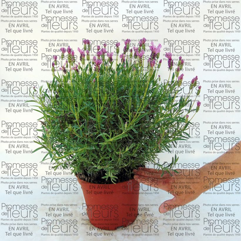 Example of Lavandula stoechas The Princess - French Lavender 4L/5L pot specimen as delivered