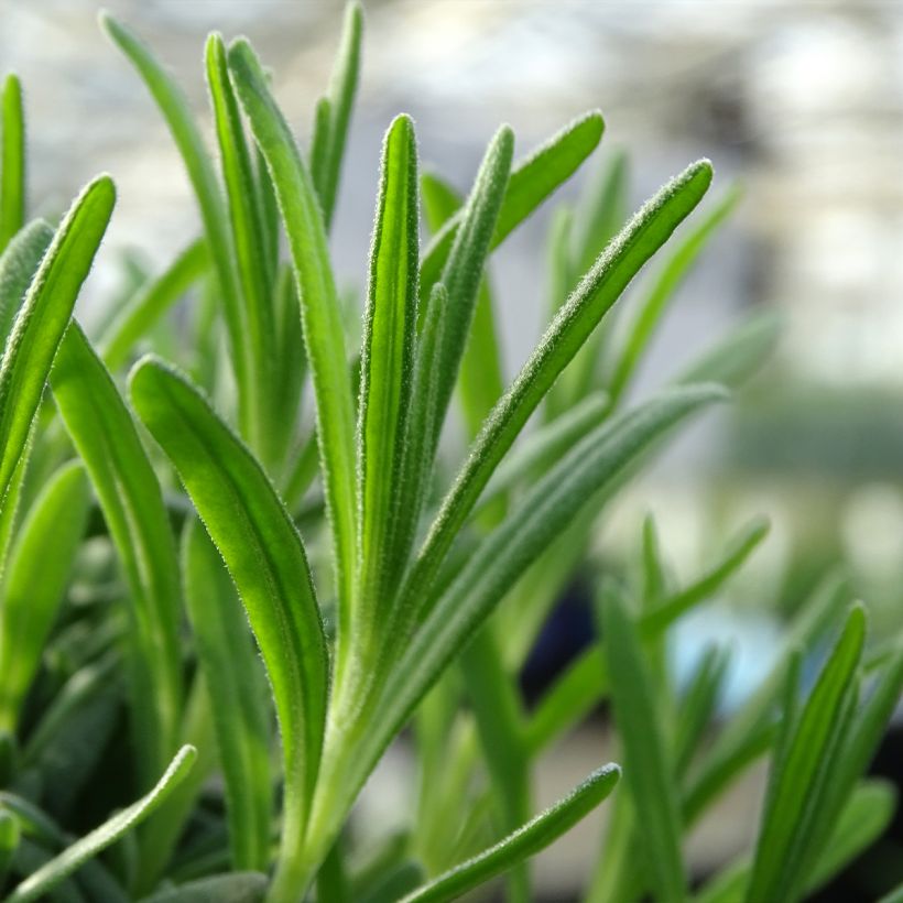 Lavandula angustifolia Alba - True Lavender (Foliage)