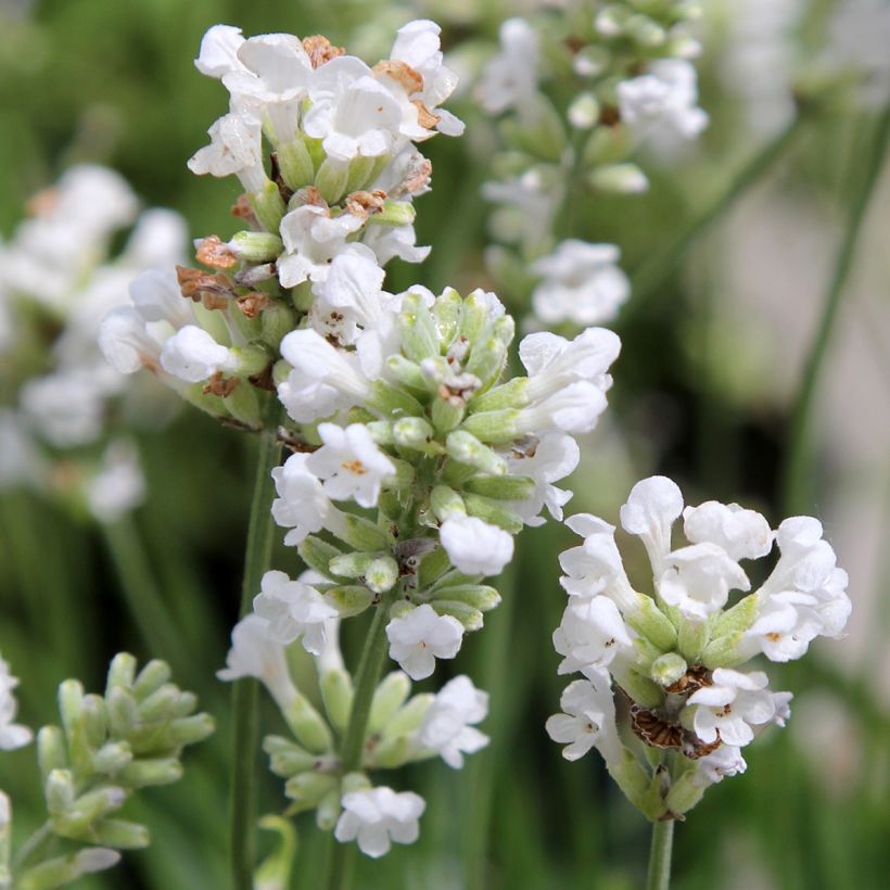 Lavandula angustifolia Alba - True Lavender (Flowering)
