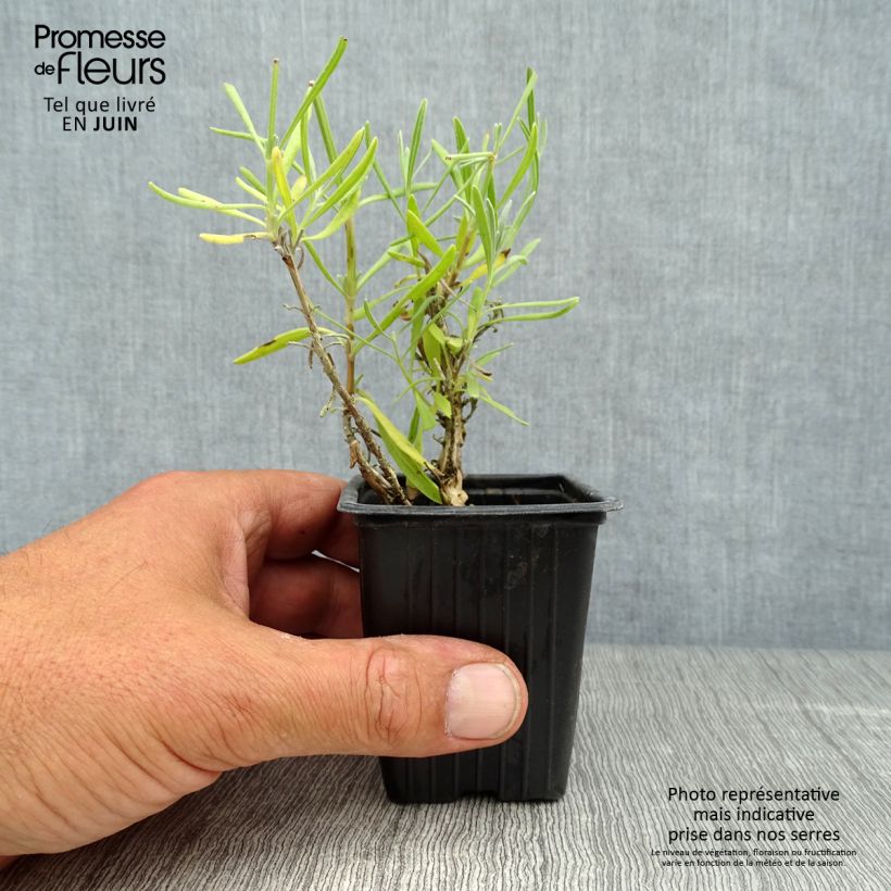 Lavandula angustifolia Alba - True Lavender 7/8 cm pot sample as delivered in summer