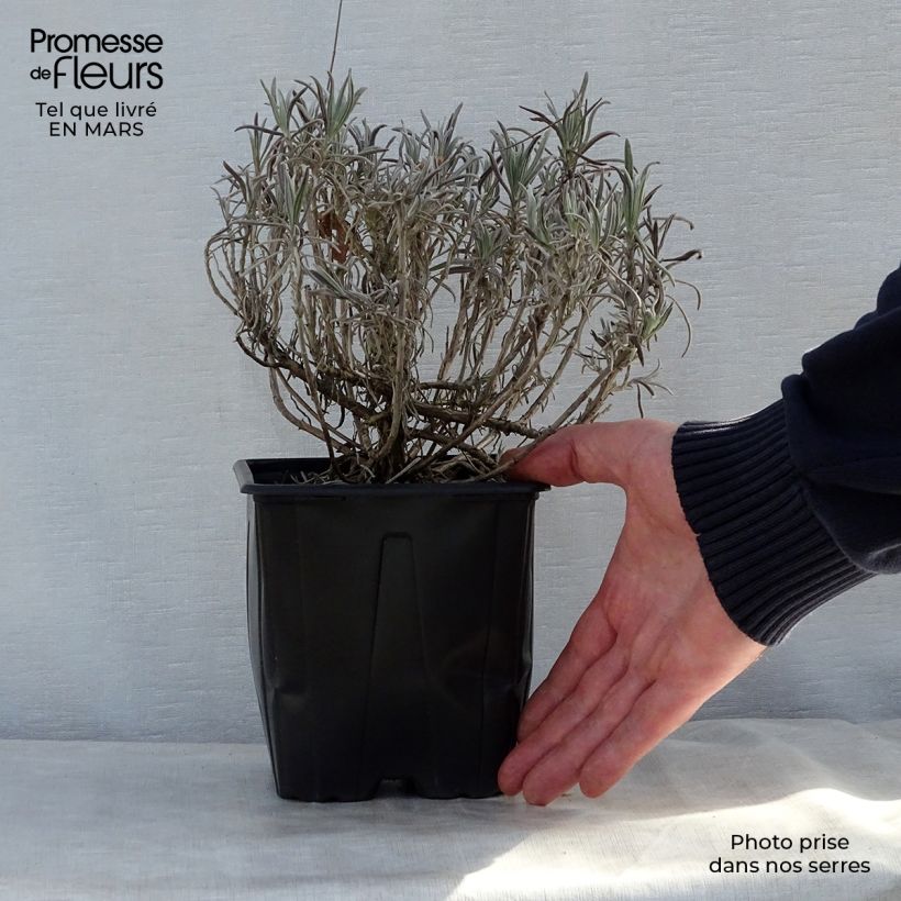 Lavandula angustifolia Alba - True Lavender 2L/3L pot sample as delivered in spring