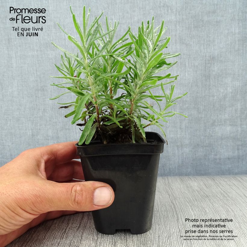 Lavandula angustifolia Dwarf Blue - True Lavender 8/9 cm pot sample as delivered in summer