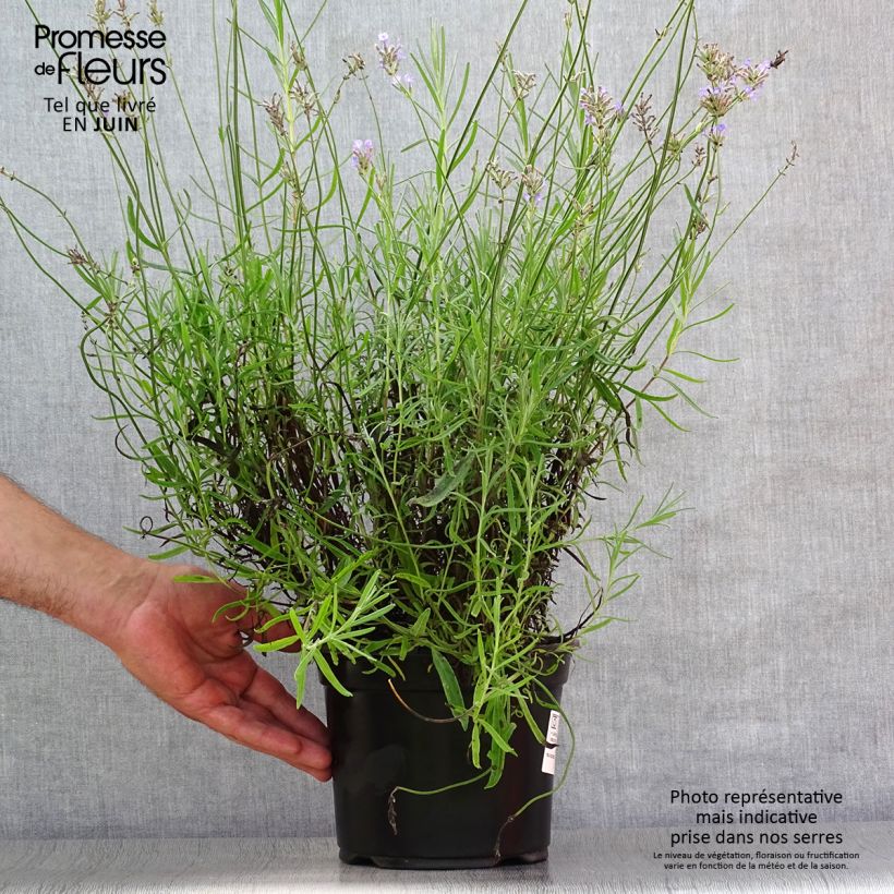 Lavandula angustifolia Dwarf Blue - True Lavender 2L/3L pot sample as delivered in summer