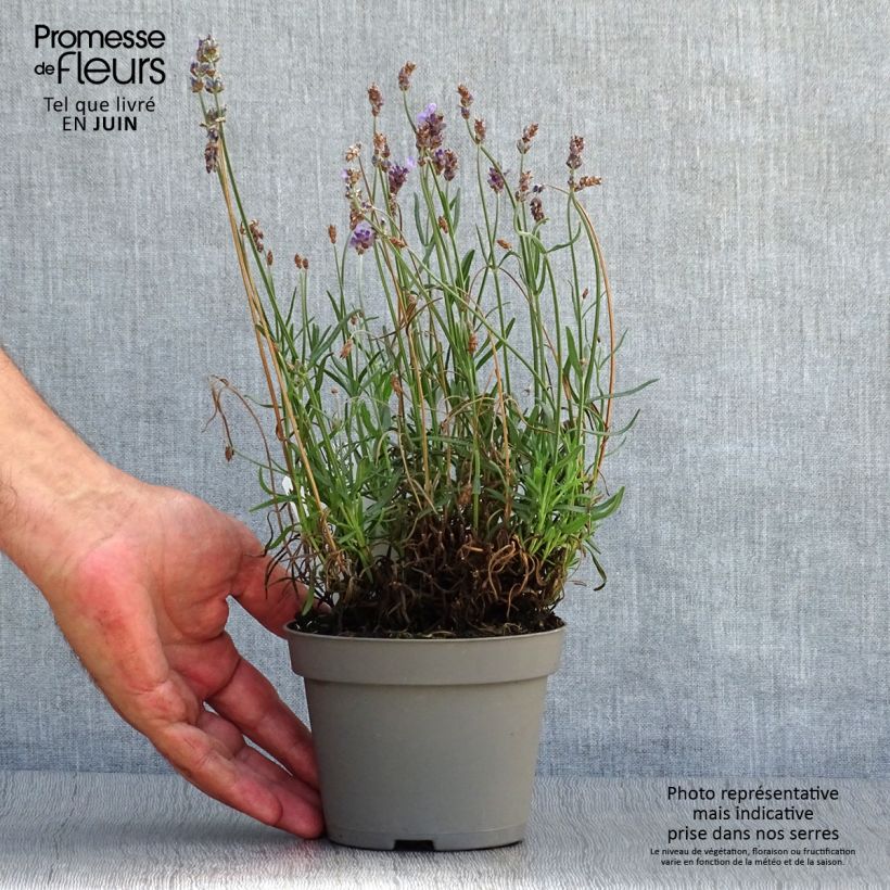 Lavandula angustifolia Hidcote - True Lavender 12cm pot sample as delivered in summer