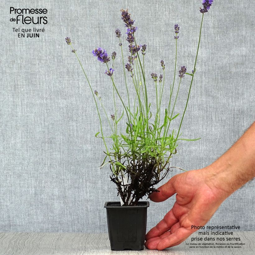 Lavandula angustifolia Hidcote - True Lavender 7/8 cm pot sample as delivered in summer