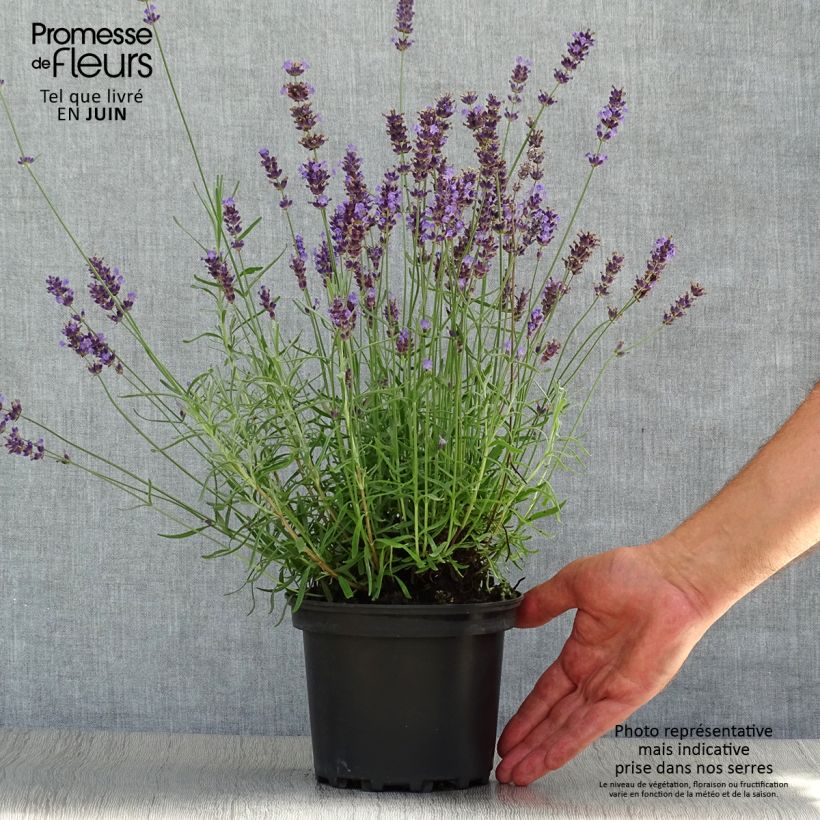 Lavandula angustifolia Hidcote - True Lavender 1.5L/2L pot sample as delivered in summer