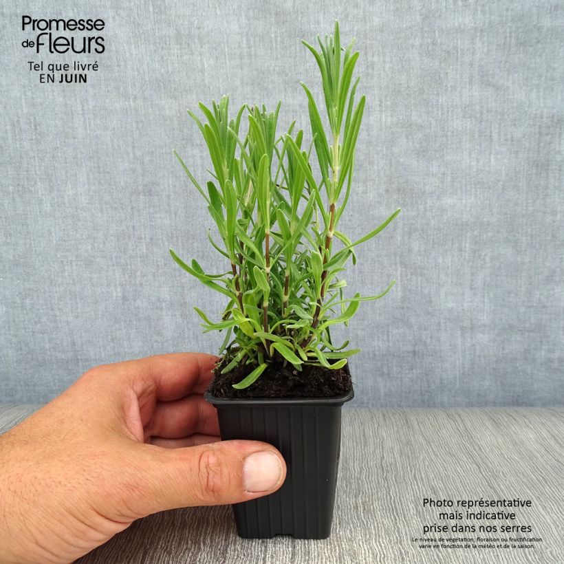 Lavandula angustifolila Rosea - True Lavender 7/8 cm pot sample as delivered in summer