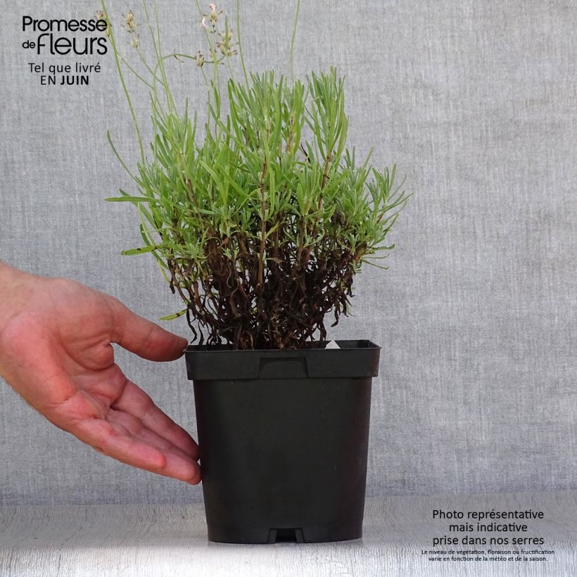 Lavandula angustifolila Rosea - True Lavender 2L/3L pot sample as delivered in summer
