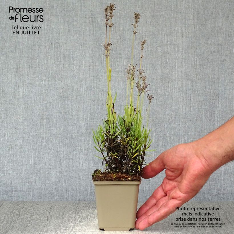 Lavandula angustifolia Middachten - True Lavender 8/9 cm pot sample as delivered in summer