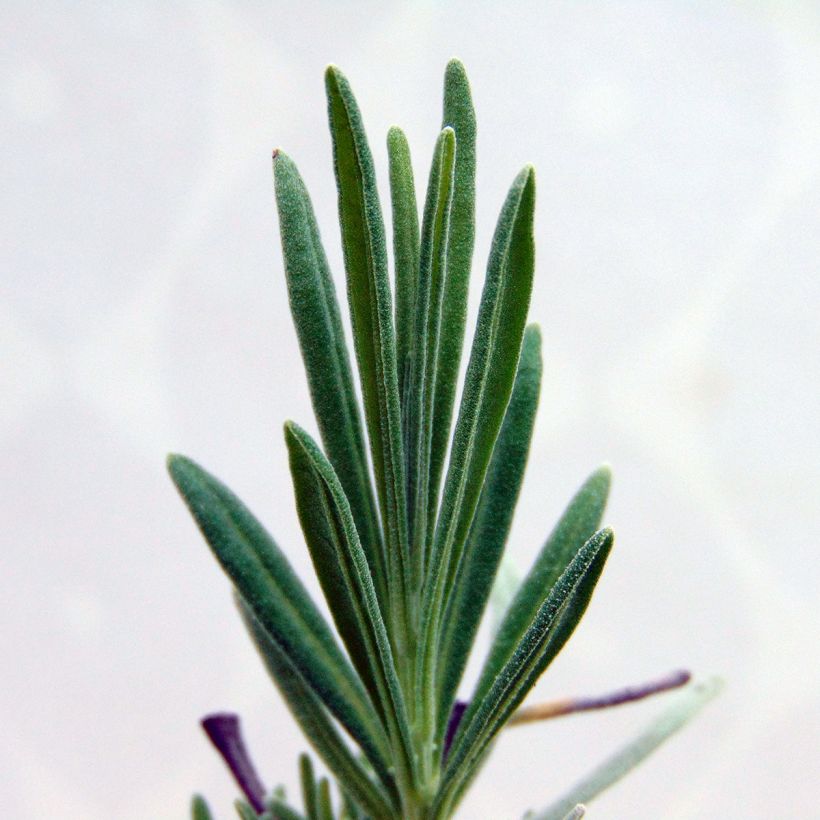 Lavandula intermedia Dutch Group - Lavandin (Foliage)