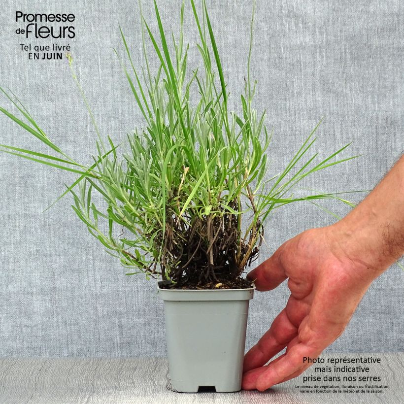 Lavandula intermedia Dutch Group - Lavandin 8/9 cm pot sample as delivered in summer