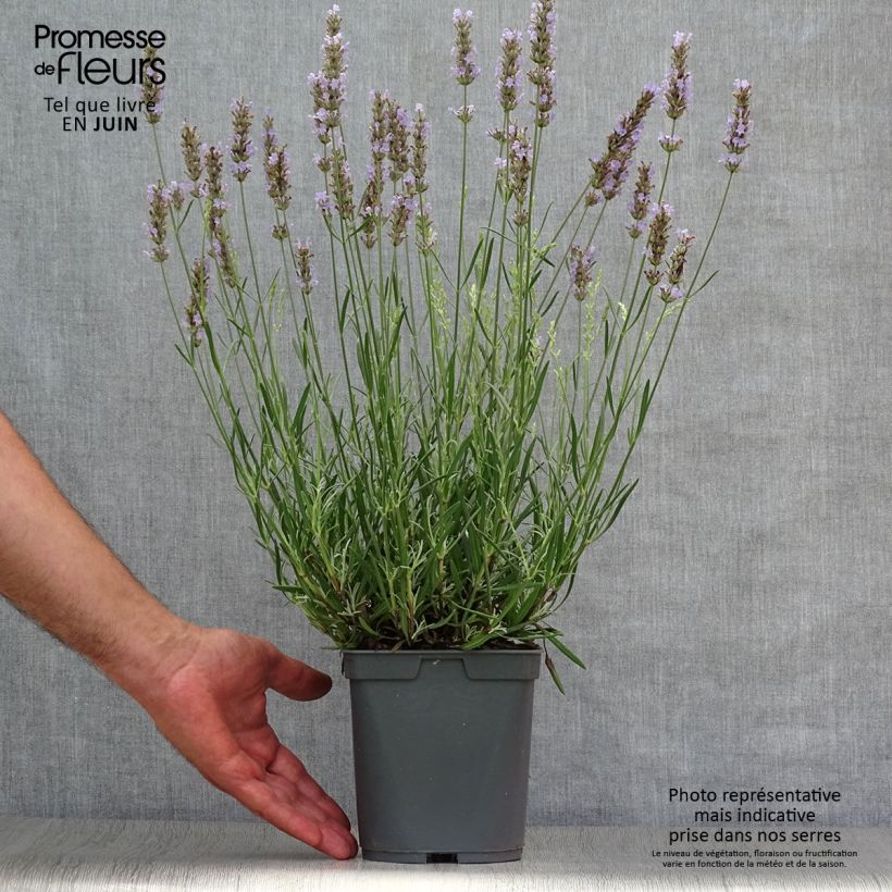 Lavandula intermedia Dutch Group - Lavandin 2L/3L pot sample as delivered in summer
