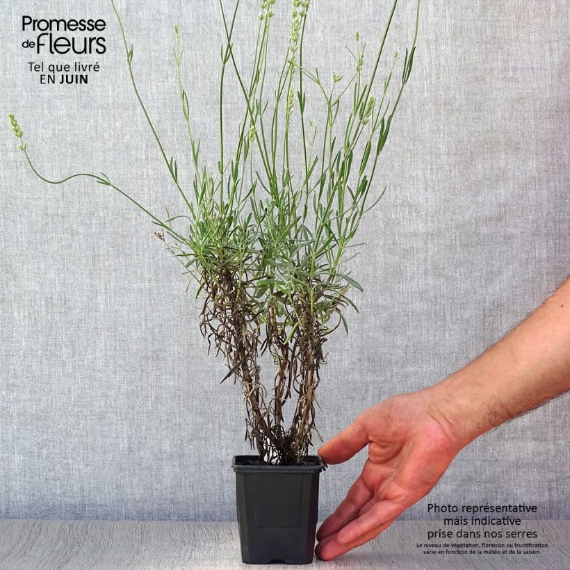 Lavandula intermedia Grappenhall - Lavandin 8/9 cm pot sample as delivered in summer
