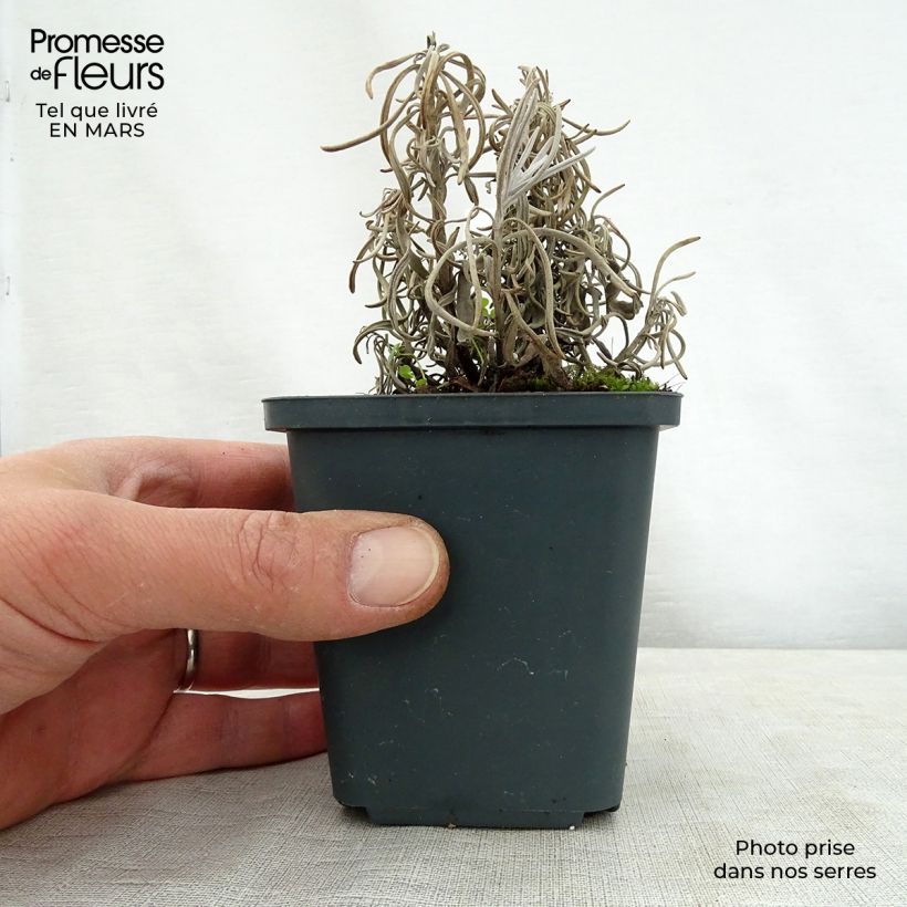 Lavandula intermedia Walburtons Silver Edge - Lavandin 8/9 cm pot sample as delivered in spring