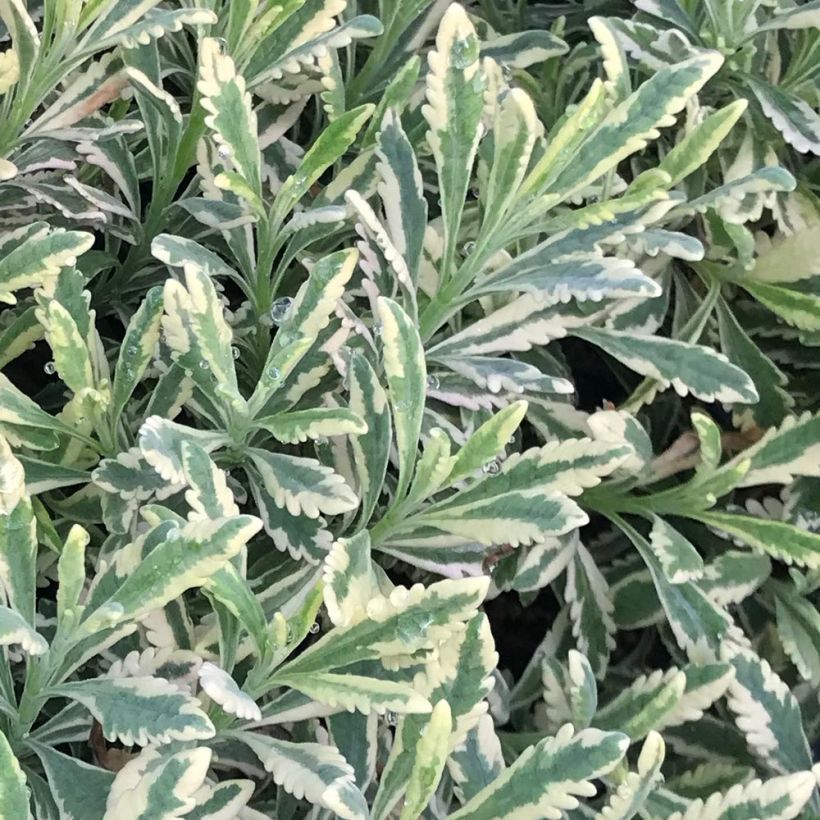 Lavandula allardii Meerlo - Lavender (Foliage)