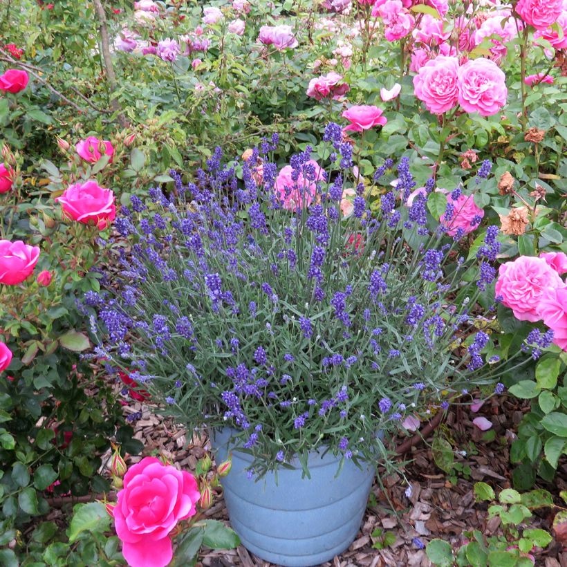 Lavandula angustifolia Blue Jeans - True Lavender (Plant habit)