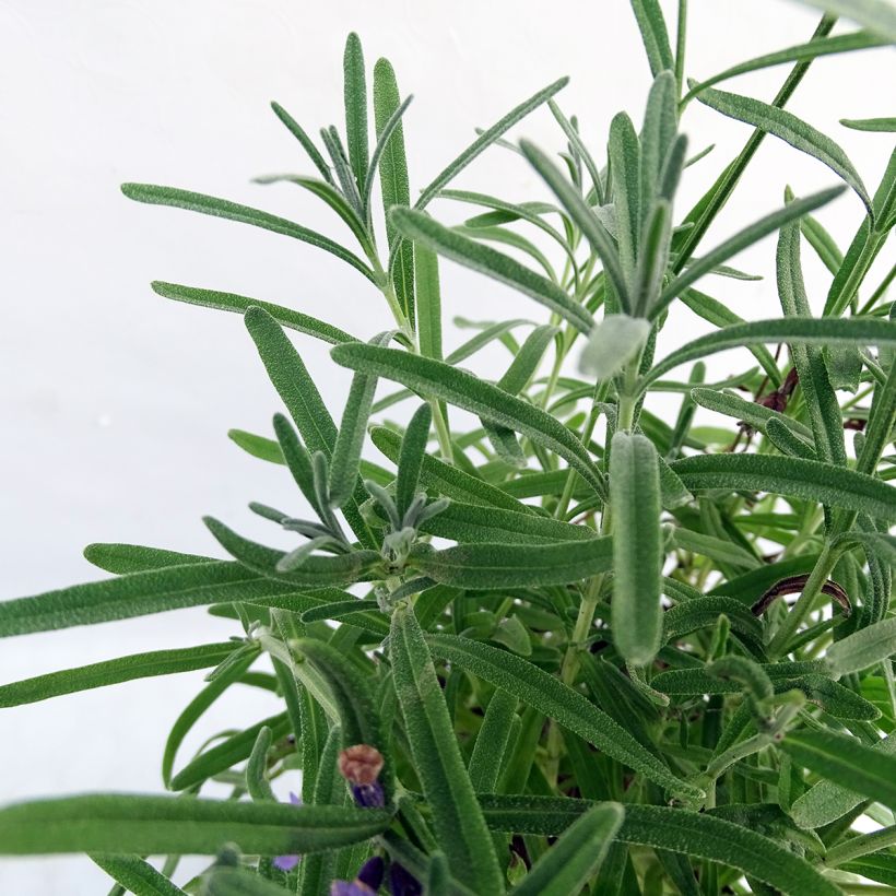 Lavandula angustifolia Essence Purple - True Lavender (Foliage)