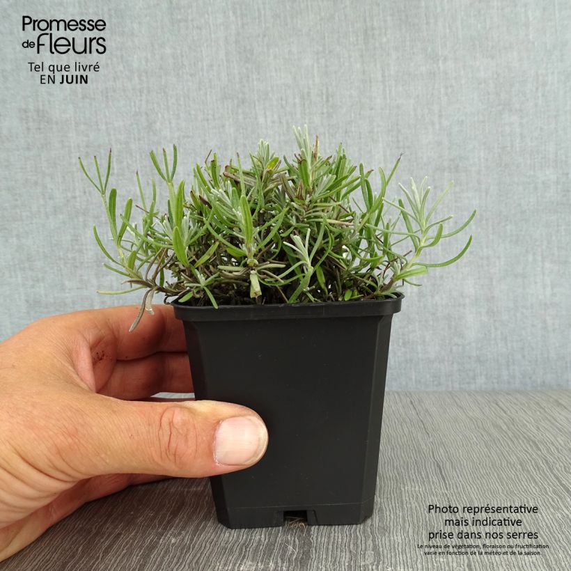 Lavandula angustifolia Essence Purple - True Lavender 8/9 cm pot sample as delivered in summer
