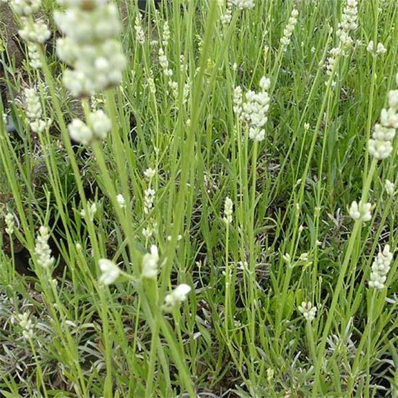 Lavandula angustifolia Hidcote White - True Lavender (Flowering)
