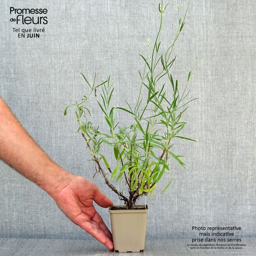 Lavandula angustifolia Hidcote White - True Lavender 8/9 cm pot sample as delivered in summer