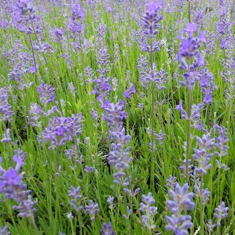 Lavandula angustifolia Middachten - True Lavender (Flowering)