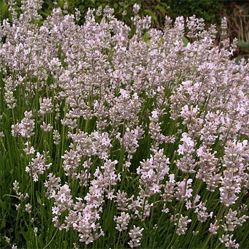 Lavandula angustifolila Rosea - True Lavender (Plant habit)