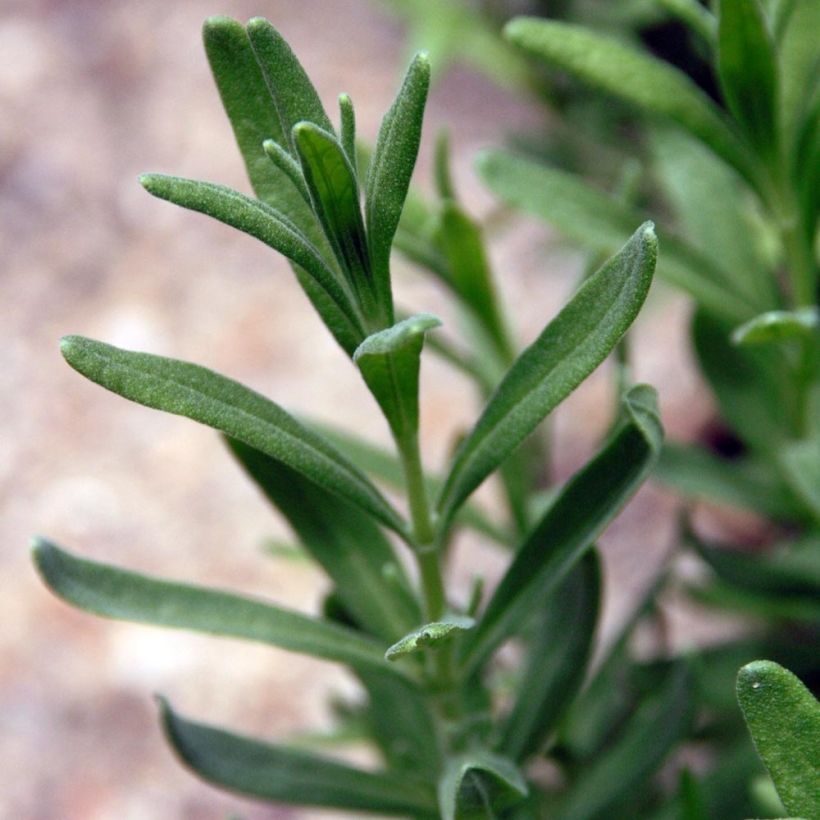 Lavandula angustifolia Siesta - True Lavender (Foliage)