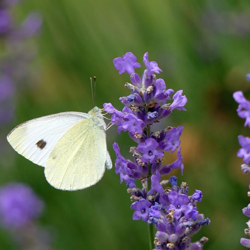 Lavandula angustifolia Siesta - True Lavender (Flowering)