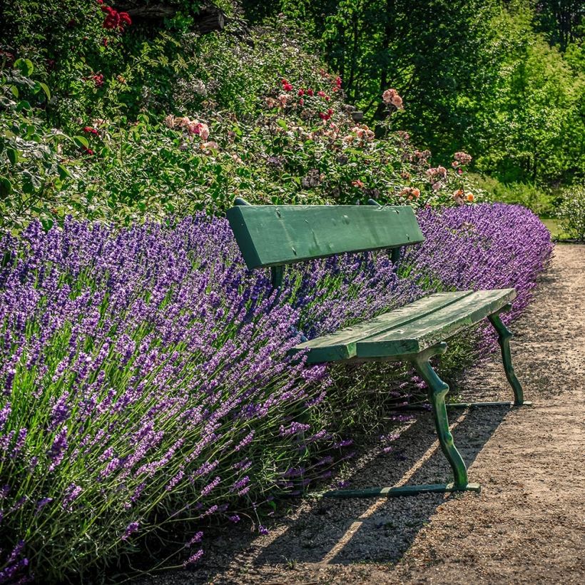 Lavandula angustifolia Siesta - True Lavender (Plant habit)