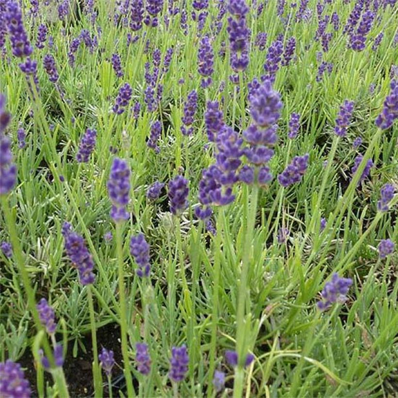Lavandula angustifolia Twickel Purple - True Lavender (Flowering)