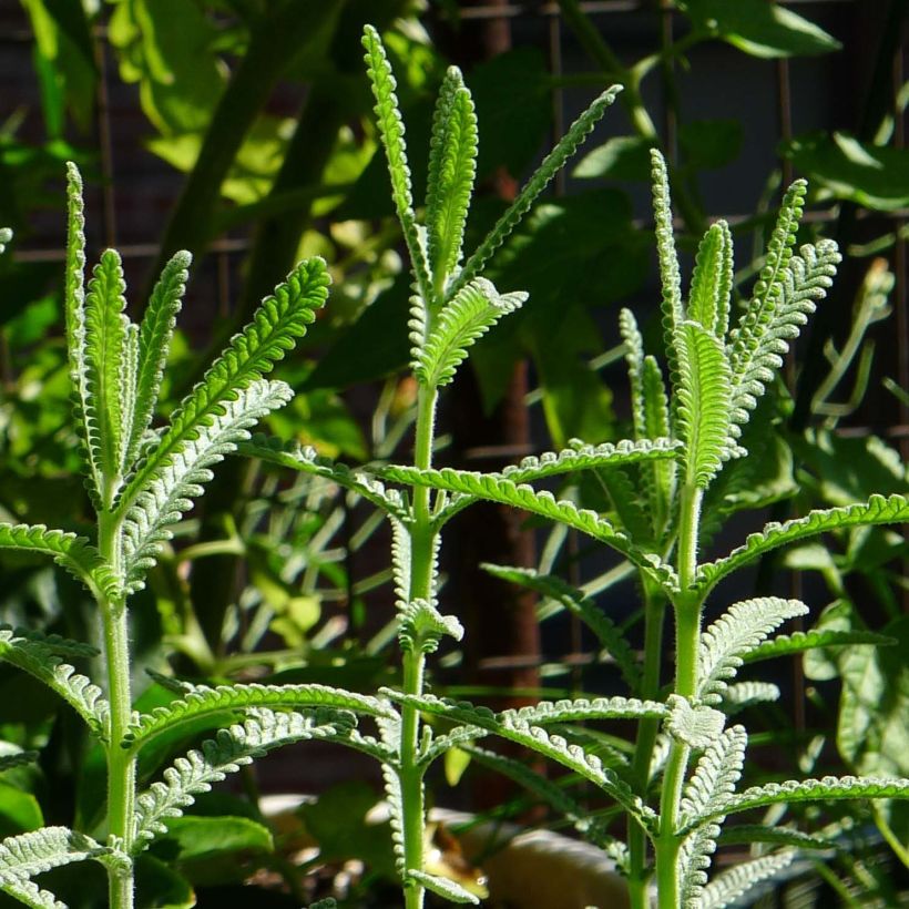 Lavandula dentata - Lavender (Foliage)