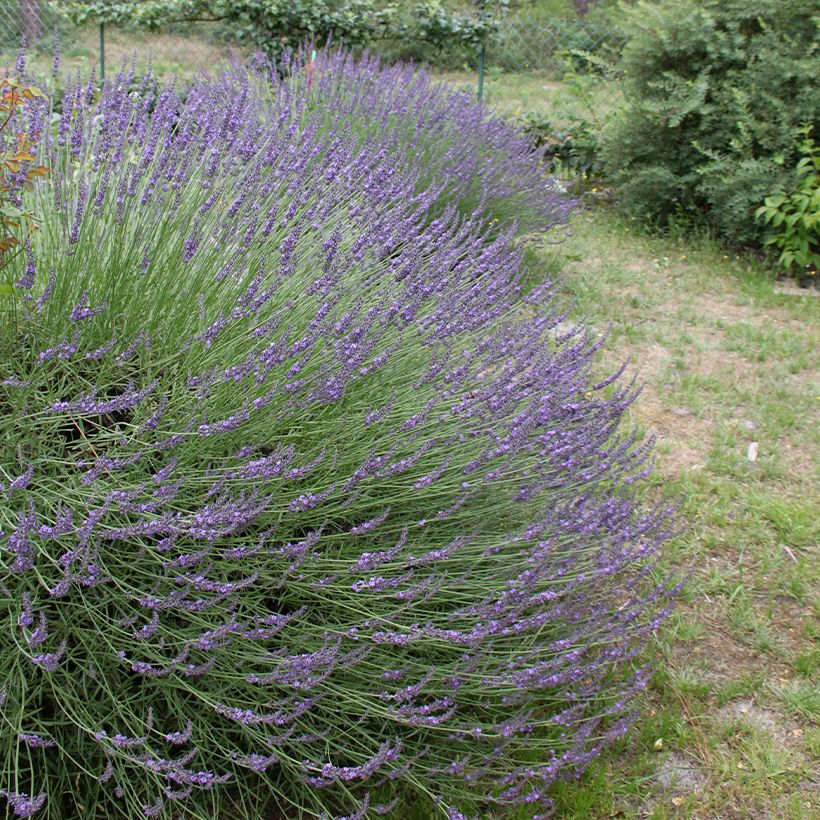 Lavandula intermedia Grosso - Lavandin (Plant habit)