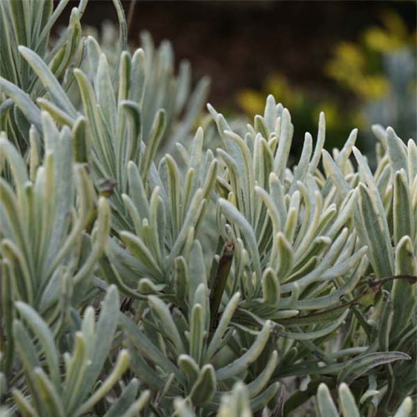 Lavandula intermedia Walburtons Silver Edge - Lavandin (Foliage)