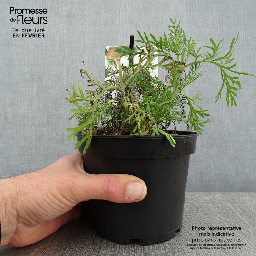 Lavandula pinnata var. pinnata - Lavender 1.5L/2L pot sample as delivered in winter