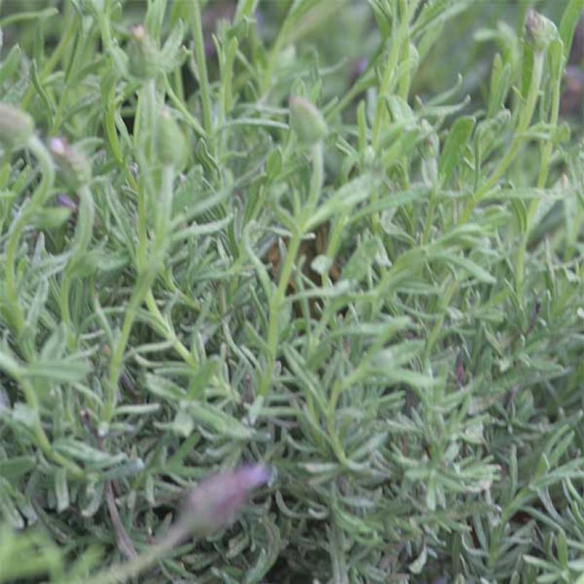 Lavandula stoechas Fat Head (Foliage)