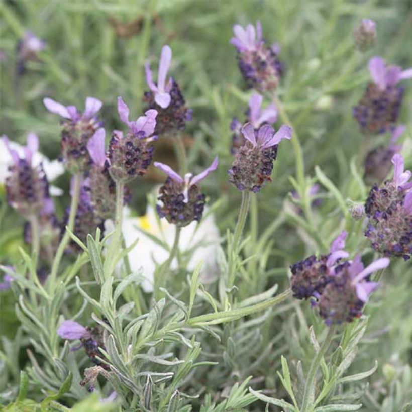 Lavandula stoechas Fat Head (Flowering)