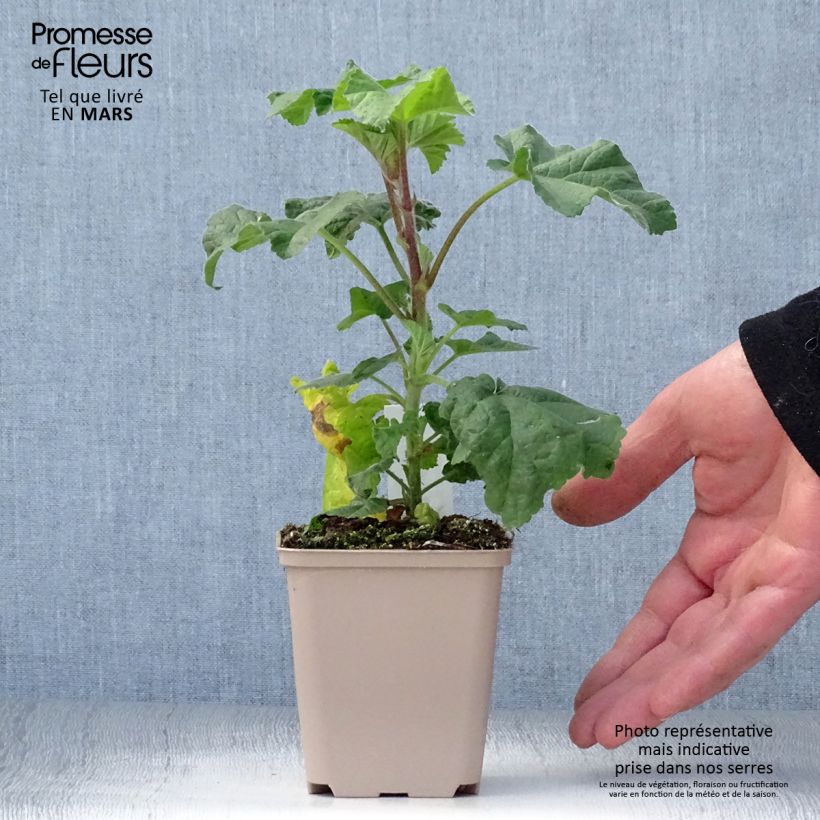 Lavatera Blue Bird - Tree Mallow 8/9 cm pot sample as delivered in spring