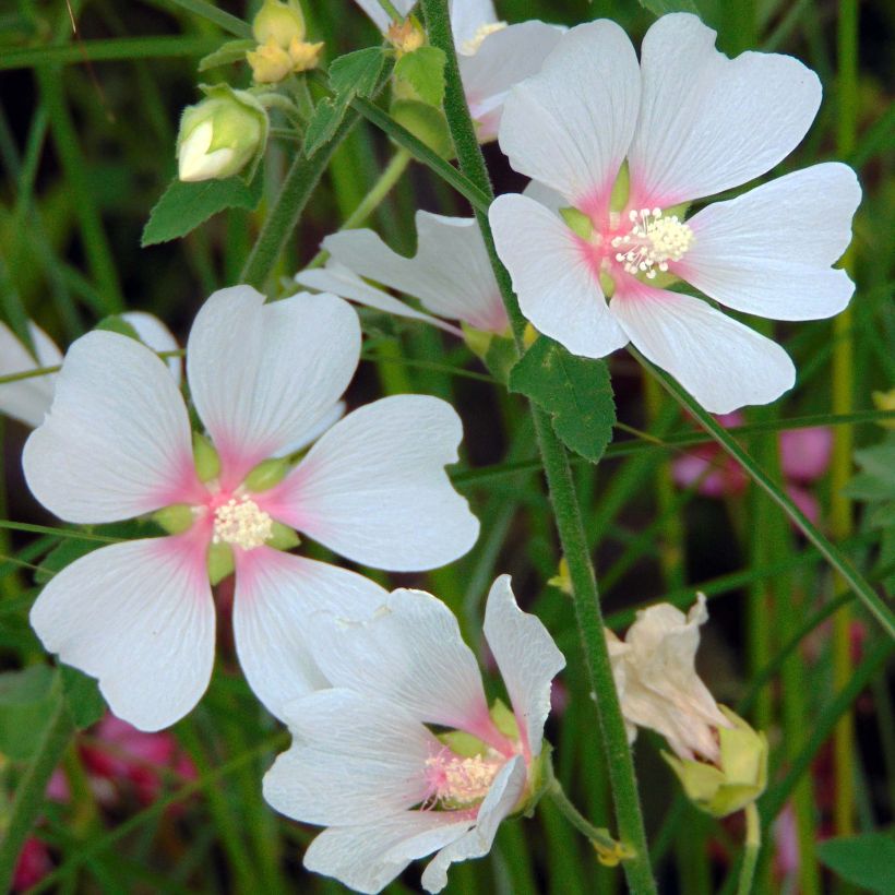 Lavatera olbia Frederique - Tree Mallow (Flowering)