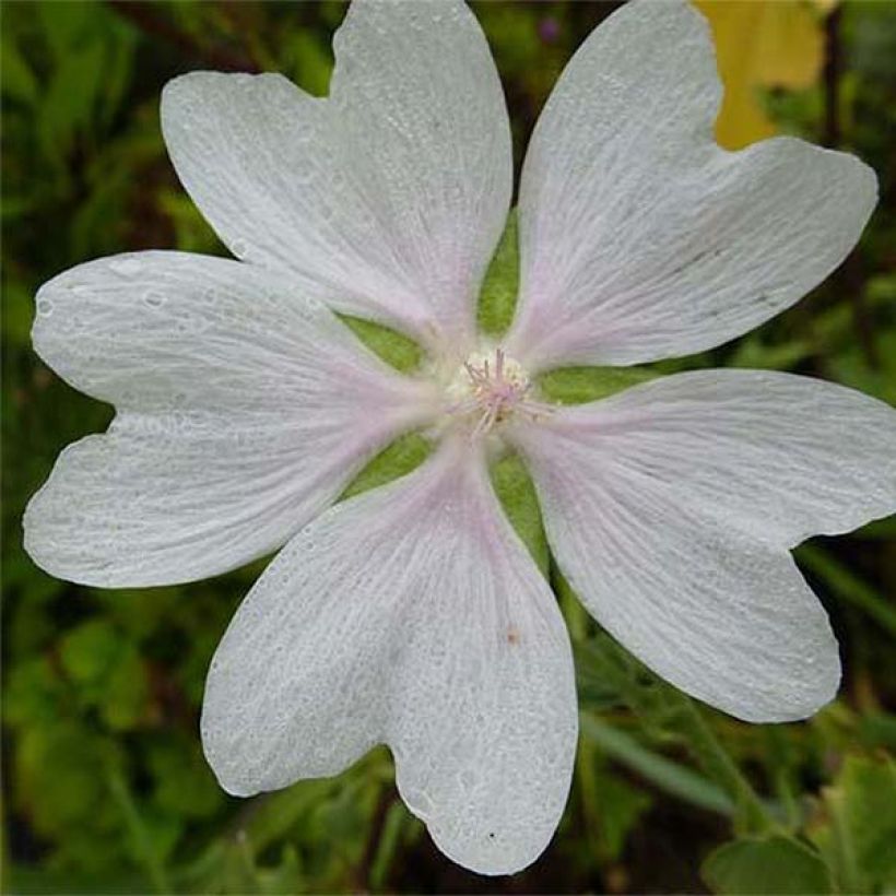 Lavatera White Angel - Tree Mallow (Flowering)