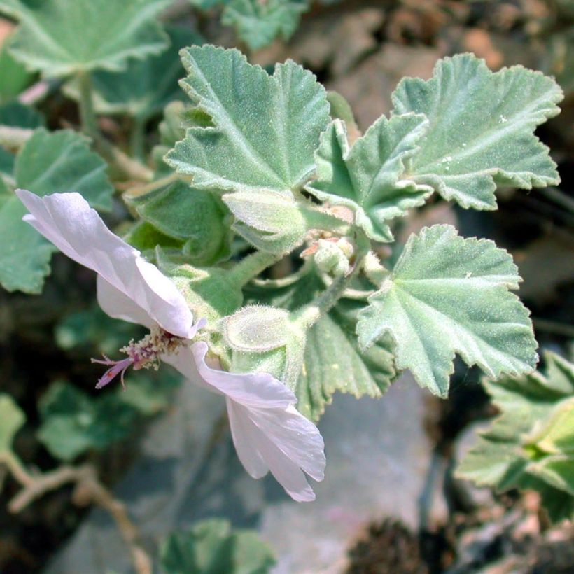 Lavatera maritima - Tree Mallow (Foliage)