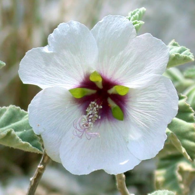 Lavatera maritima - Tree Mallow (Flowering)