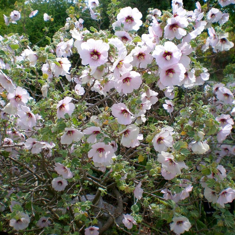 Lavatera maritima - Tree Mallow (Plant habit)