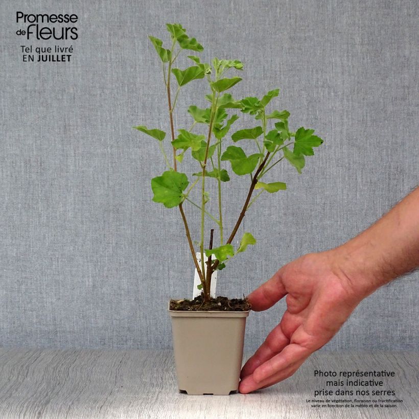 Lavatera maritima - Tree Mallow 8/9 cm pot sample as delivered in summer