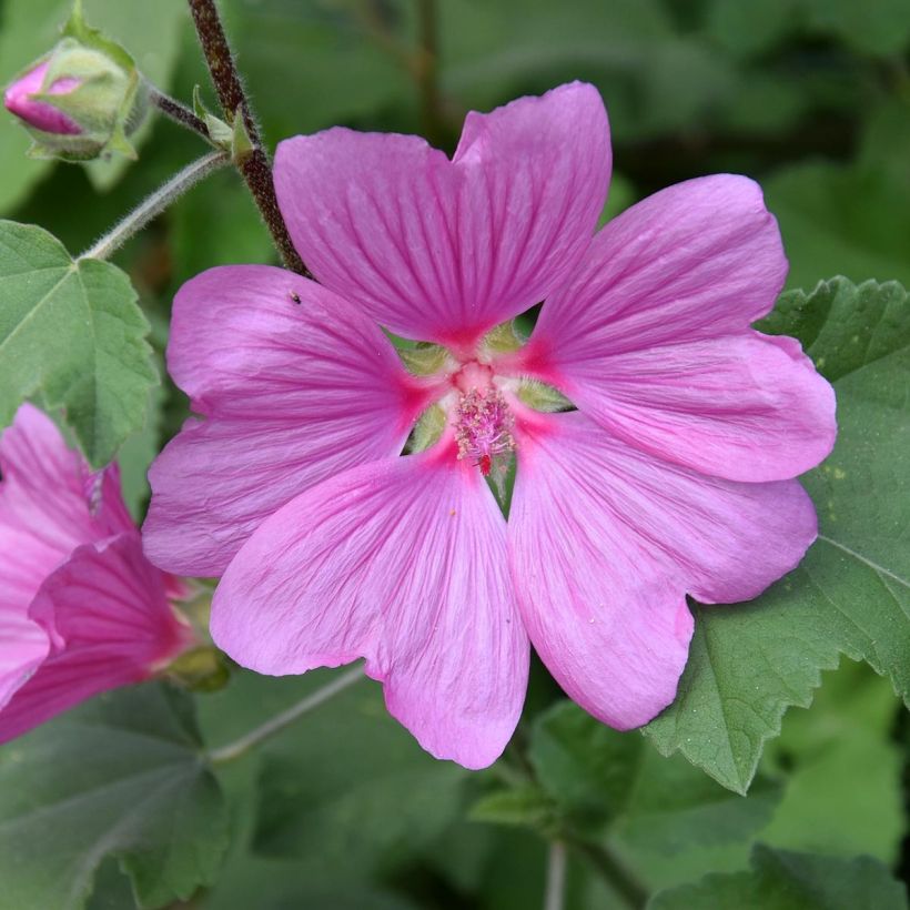 Lavatera olbia Rosea - Tree Mallow (Flowering)