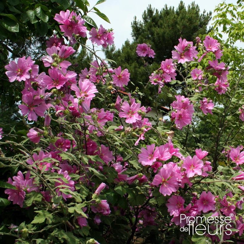 Lavatera olbia Rosea - Tree Mallow (Plant habit)