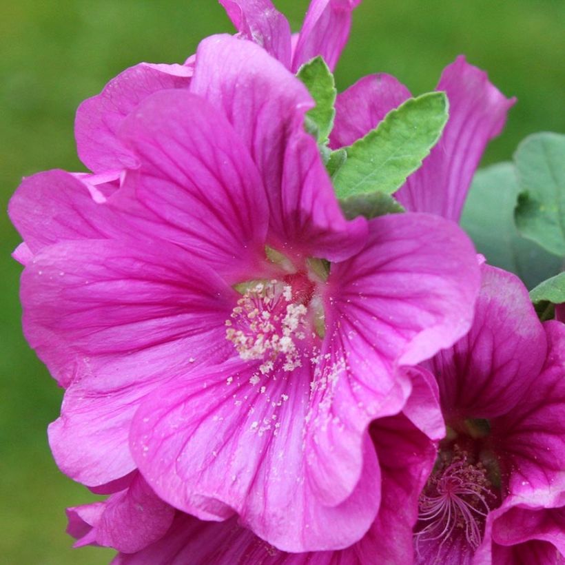 Lavatera thuringiaca Bredon Springs - Tree Mallow (Flowering)