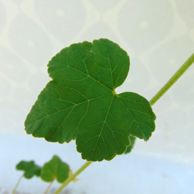 Lavatera clementii Barnsley - Tree Mallow (Foliage)