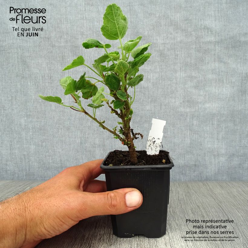 Lavatera clementii Barnsley - Tree Mallow 8/9 cm pot sample as delivered in summer